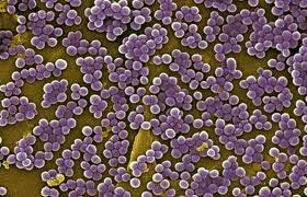 image Staphylococcus Aureus